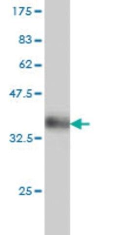 Monoclonal Anti-DEDD antibody produced in mouse