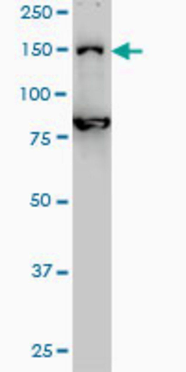 Monoclonal Anti-DHX8 antibody produced in mouse