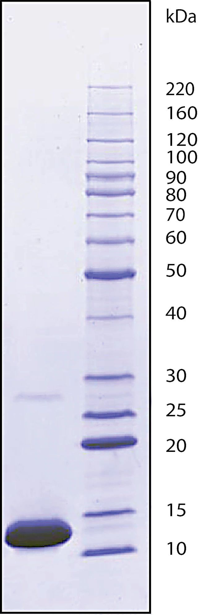 Cytochrome c from equine heart