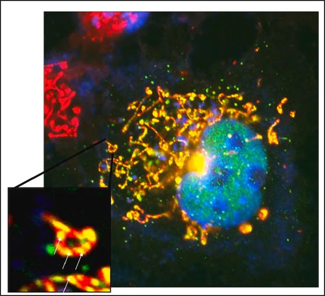 Anti-ARTS antibody, Mouse monoclonal