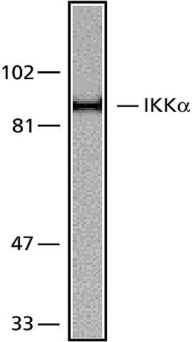 Anti-IKK (716-734) antibody produced in rabbit