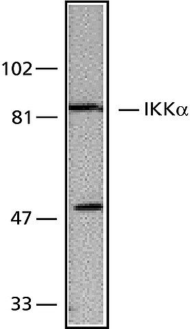 Anti-IKK (699-715) antibody produced in rabbit