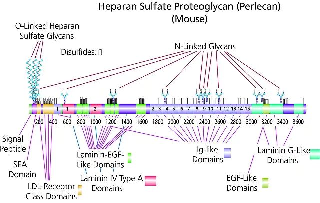 Heparan sulfate proteoglycan