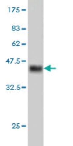 Monoclonal Anti-CHRM2 antibody produced in mouse