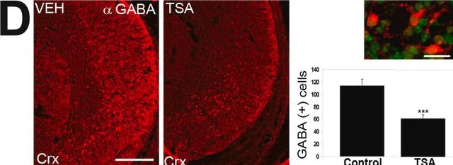 Anti-GABA antibody produced in rabbit