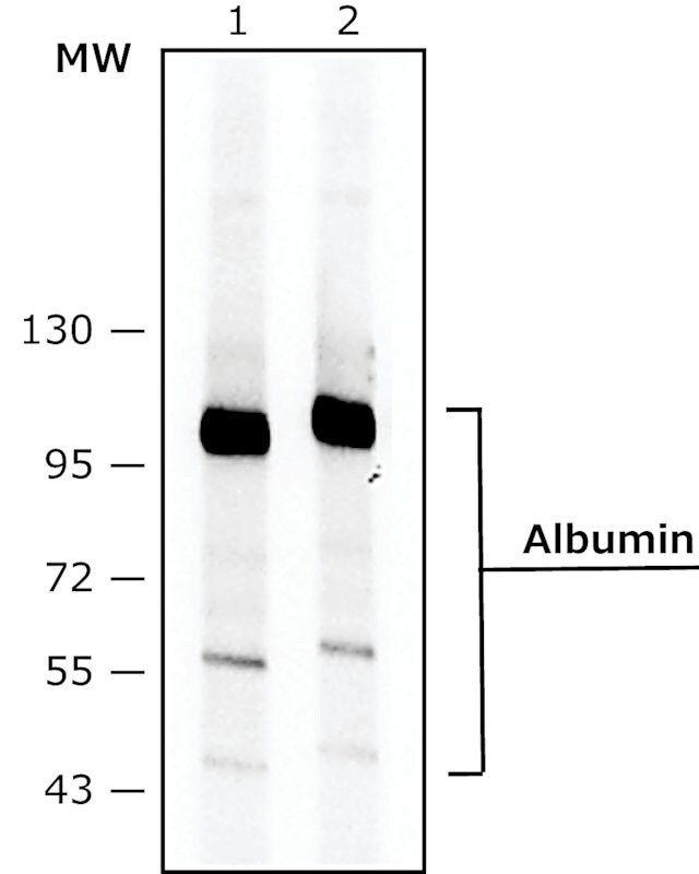 Monoclonal Anti-Albumin antibody produced in mouse