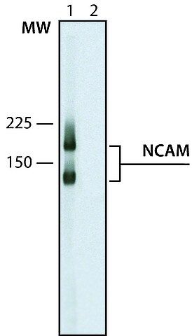 Monoclonal Anti-Neural Cell Adhesion Molecule antibody produced in mouse