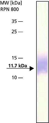 Anti-Thioredoxin antibody produced in rabbit