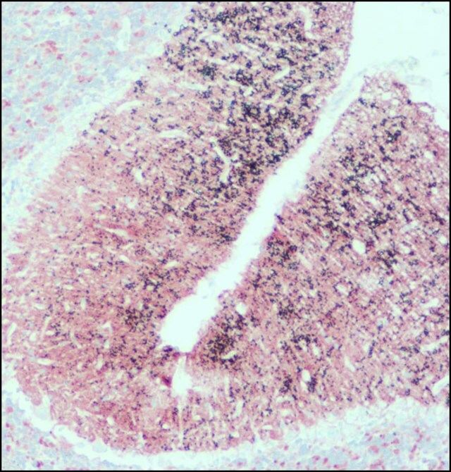 Anti-SNAP-25 antibody produced in rabbit