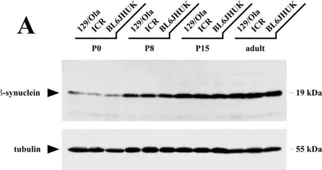 Monoclonal Anti--Tubulin antibody produced in mouse