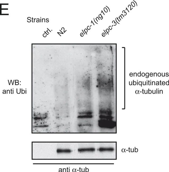 Monoclonal Anti--Tubulin antibody produced in mouse