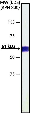 Monoclonal Anti-Calcineurin (-Subunit) antibody produced in mouse