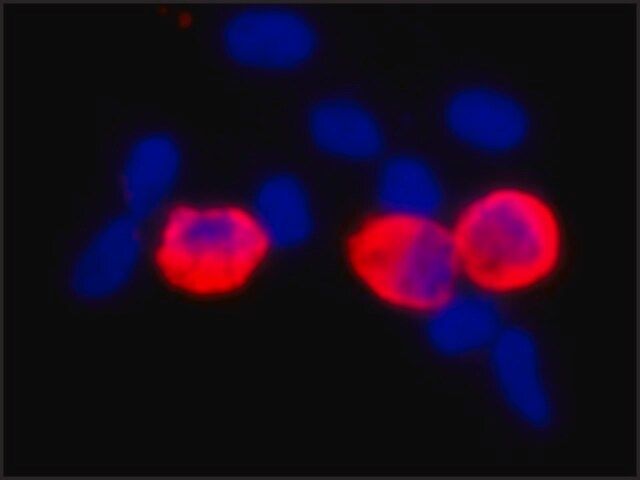 Monoclonal Anti-c-Myc antibody produced in mouse