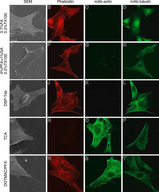 Monoclonal Anti--Tubulin antibody produced in mouse