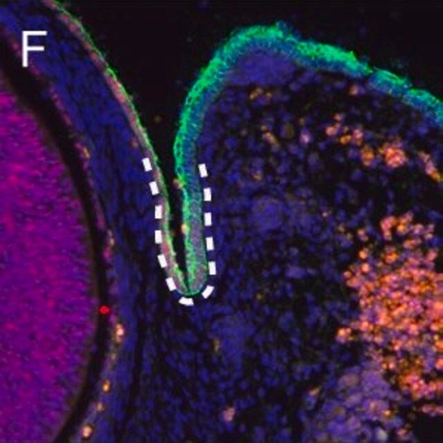 Monoclonal Anti-Uvomorulin/E-Cadherin antibody produced in rat