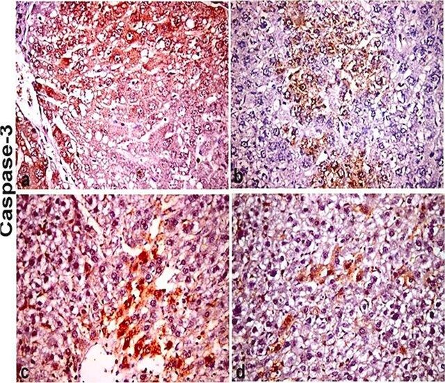 Anti-Mouse IgG (whole molecule) antibody produced in rabbit