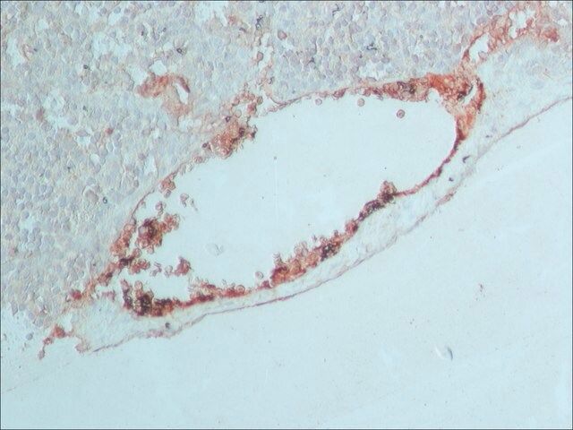 Anti-Rabbit IgG (whole molecule) antibody produced in goat