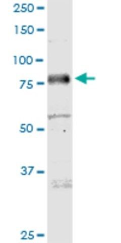 Anti-MICALL1 antibody produced in mouse