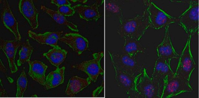 Anti-EGR1 Antibody, clone 16A10.1