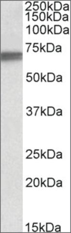 Anti-LMNB1 antibody produced in goat