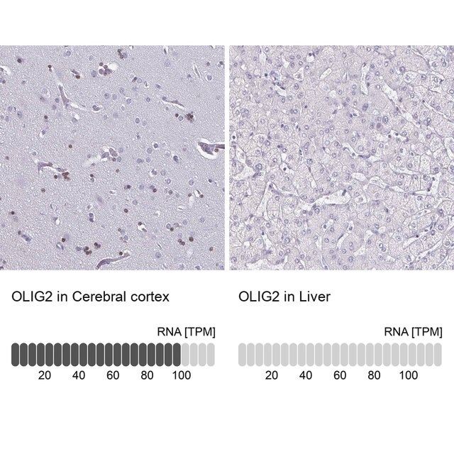 Anti-OLIG2 antibody produced in rabbit