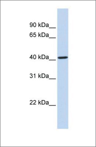 Anti-CYP4F12 (ab1) antibody produced in rabbit