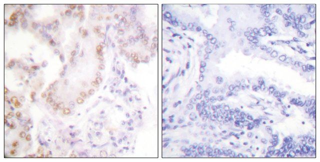 Anti-CYCLIN G antibody produced in rabbit