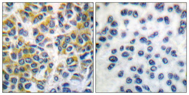 Anti-SHP-1 antibody produced in rabbit