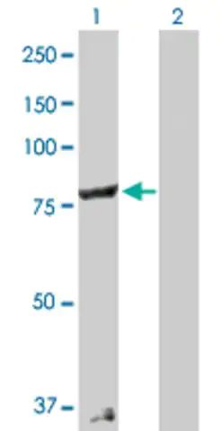 Anti-COG2 antibody produced in rabbit