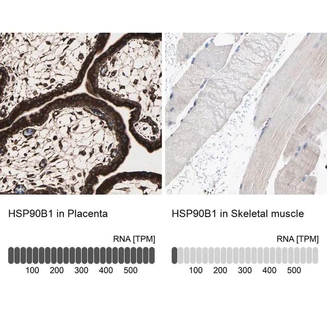 Anti-HSP90B1 antibody produced in rabbit