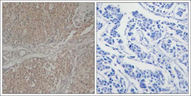 Anti-SMAD3 (Ab-208) antibody produced in rabbit