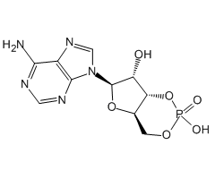 Adenosine-3',5'-cyclophosphate