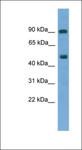 Anti-MED25 antibody produced in rabbit