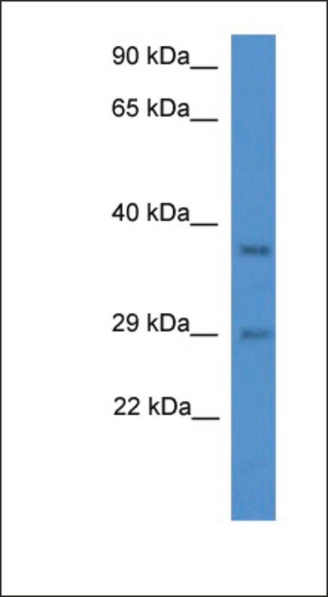 Anti-MED19 antibody produced in rabbit