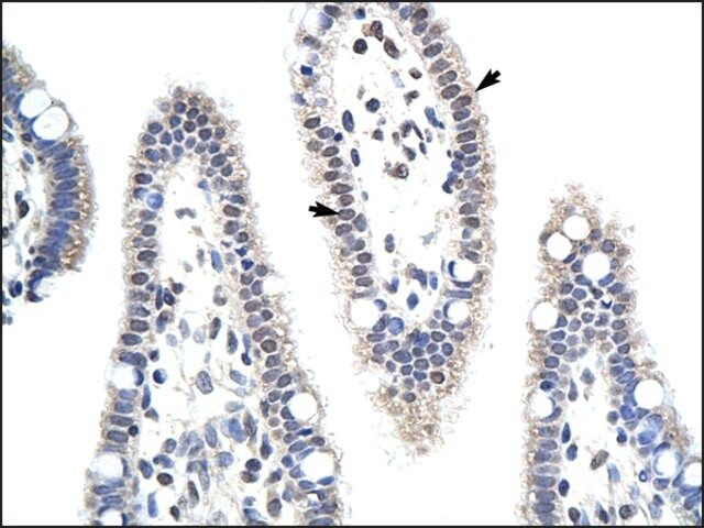 Anti-MDS032 antibody produced in rabbit