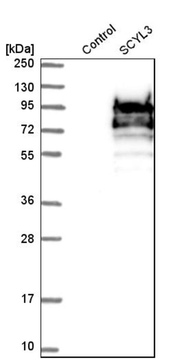 Anti-SCYL3 antibody produced in rabbit
