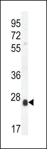 ANTI-SCXA(C-TERMINAL) antibody produced in rabbit