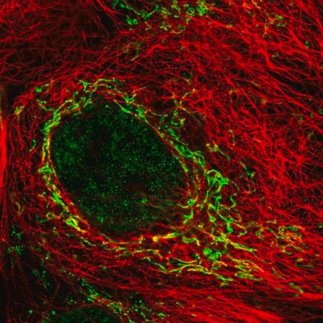 Anti-SDC3 antibody produced in rabbit