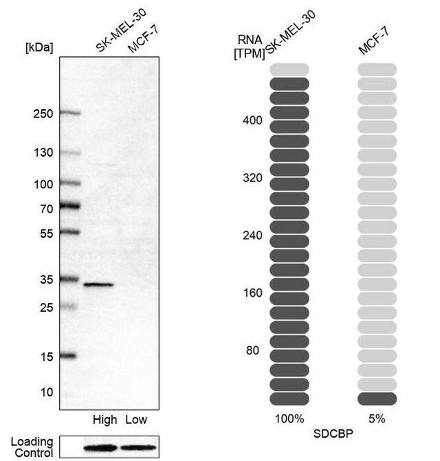 Anti-SDCBP antibody produced in rabbit
