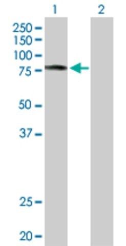 Anti-SCYL3 antibody produced in rabbit