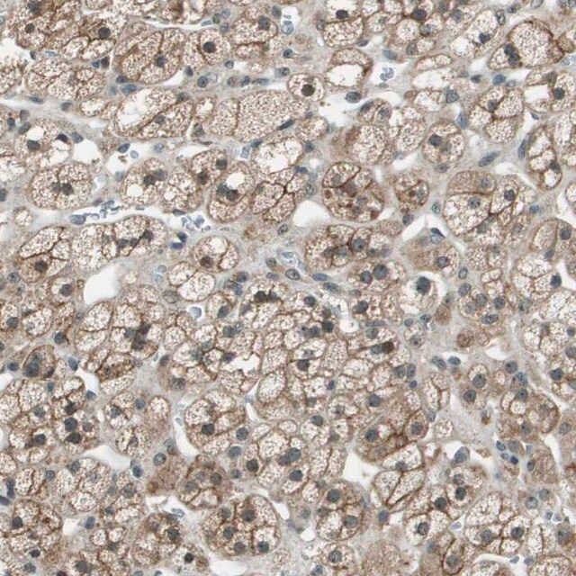 Anti-SDC3 antibody produced in rabbit