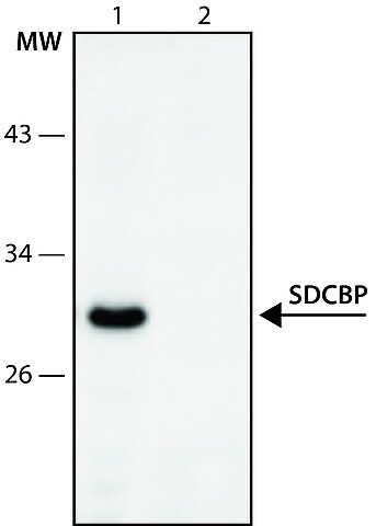 Anti-SDCBP (41-55) antibody produced in rabbit