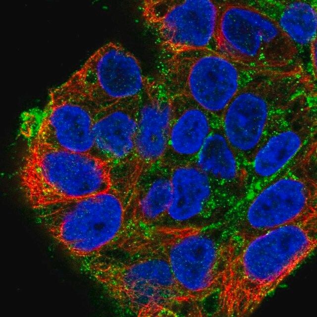 Anti-SDC2 antibody produced in rabbit