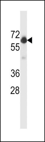 Anti-Beclin 1 antibody produced in rabbit