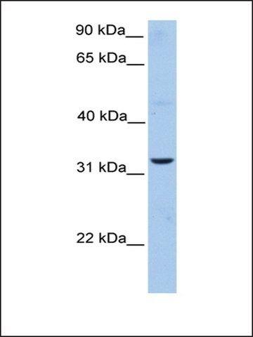 Anti-ATG5 antibody produced in rabbit