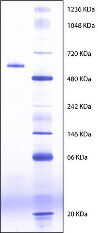 Butyrylcholinesterase from equine serum