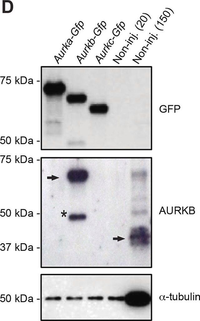 Monoclonal Anti-Green Fluorescent Protein (GFP) antibody produced in mouse